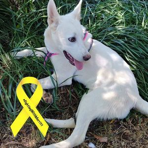 Meet your Posher, Violet